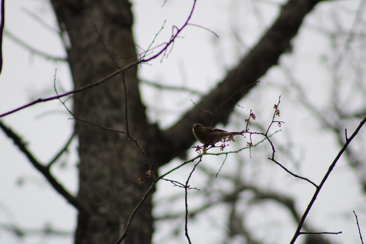 American Goldfinch - ML537651211