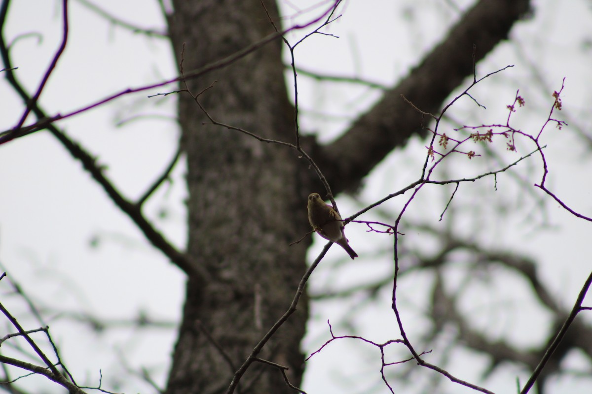 American Goldfinch - ML537651221