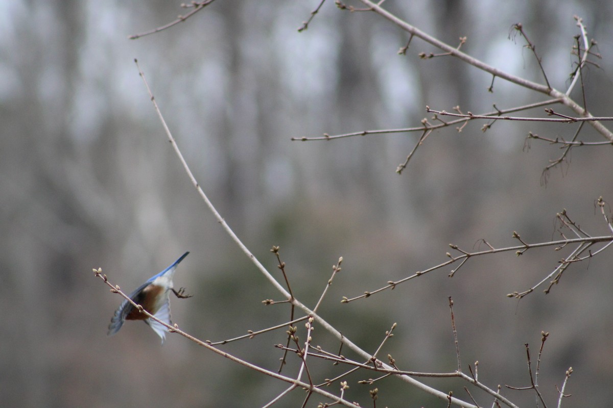 Eastern Bluebird - Grace Reynolds