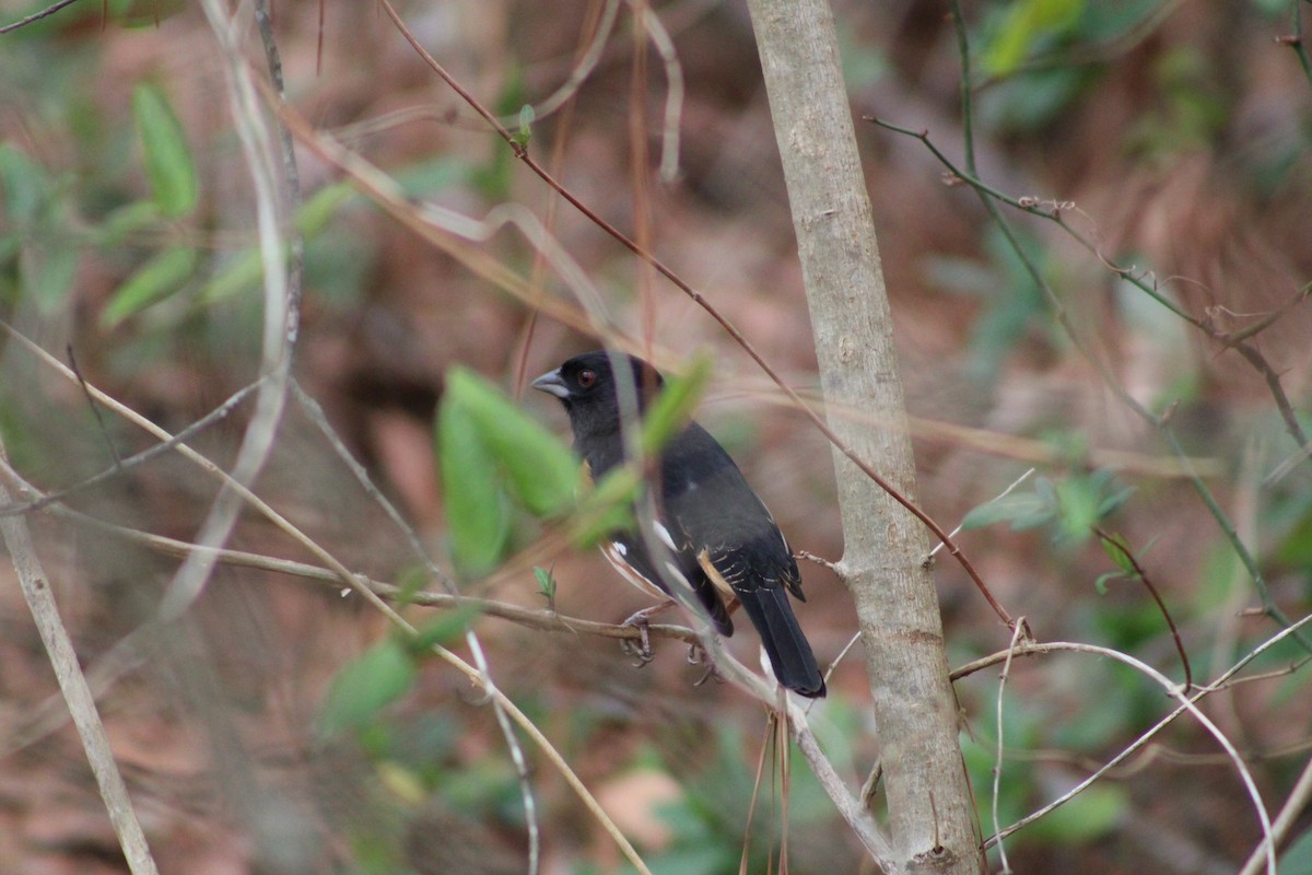 Eastern Towhee - ML537651801