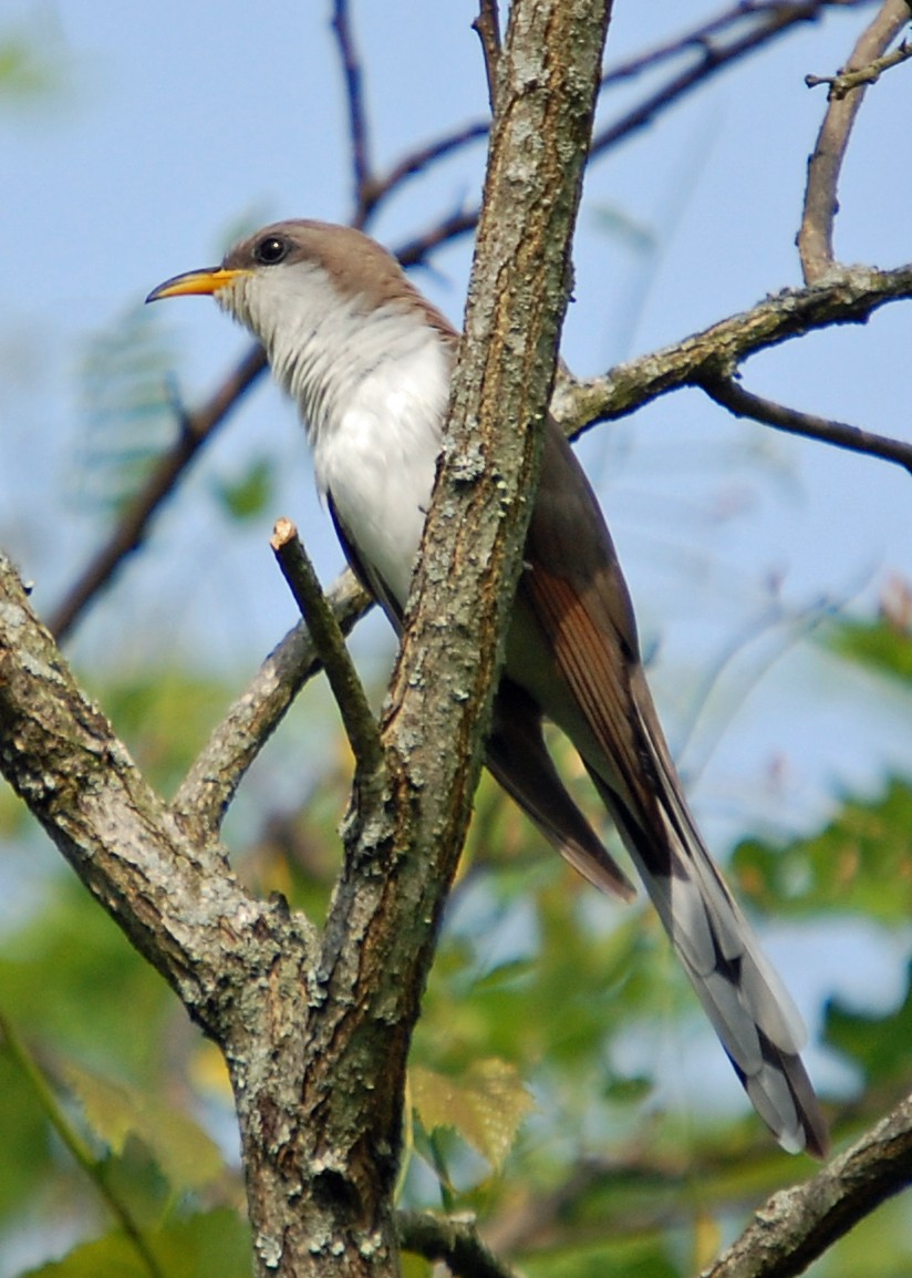 Yellow-billed Cuckoo - ML537651811