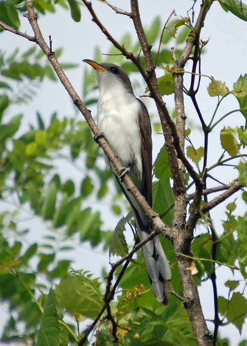 Yellow-billed Cuckoo - ML537651821