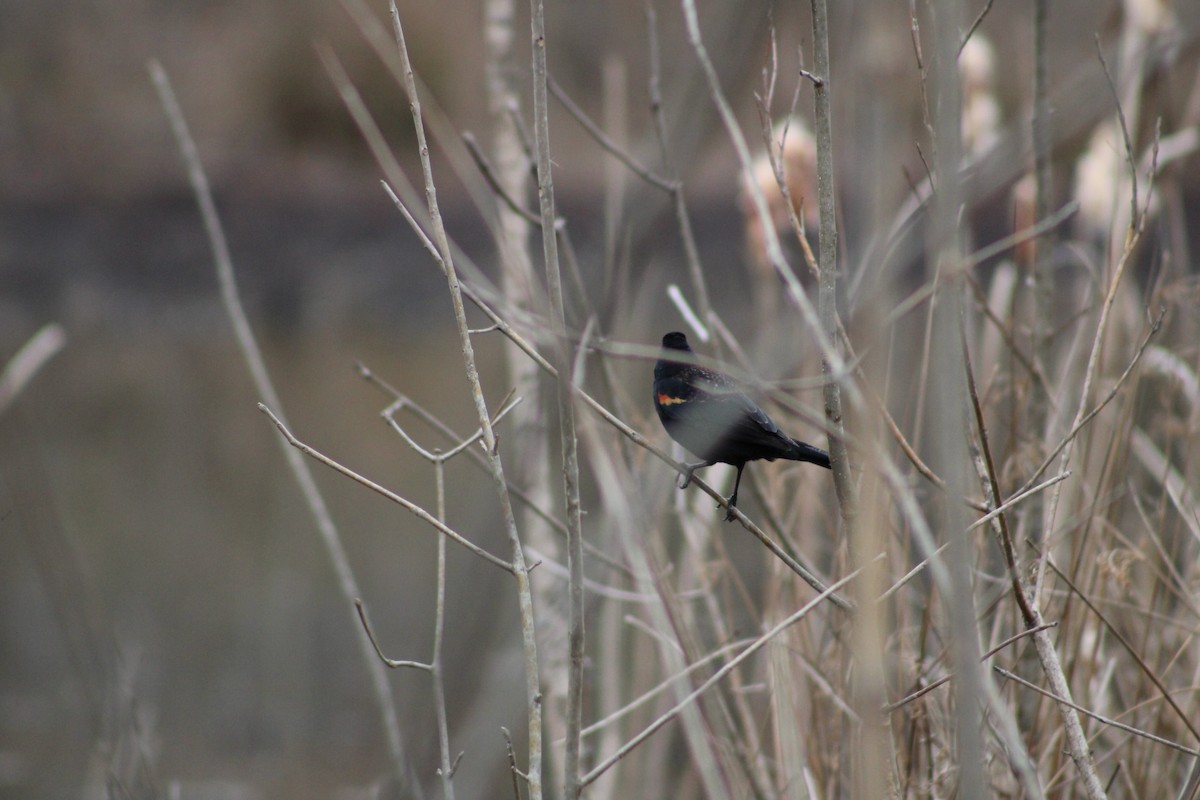 Red-winged Blackbird - ML537651901