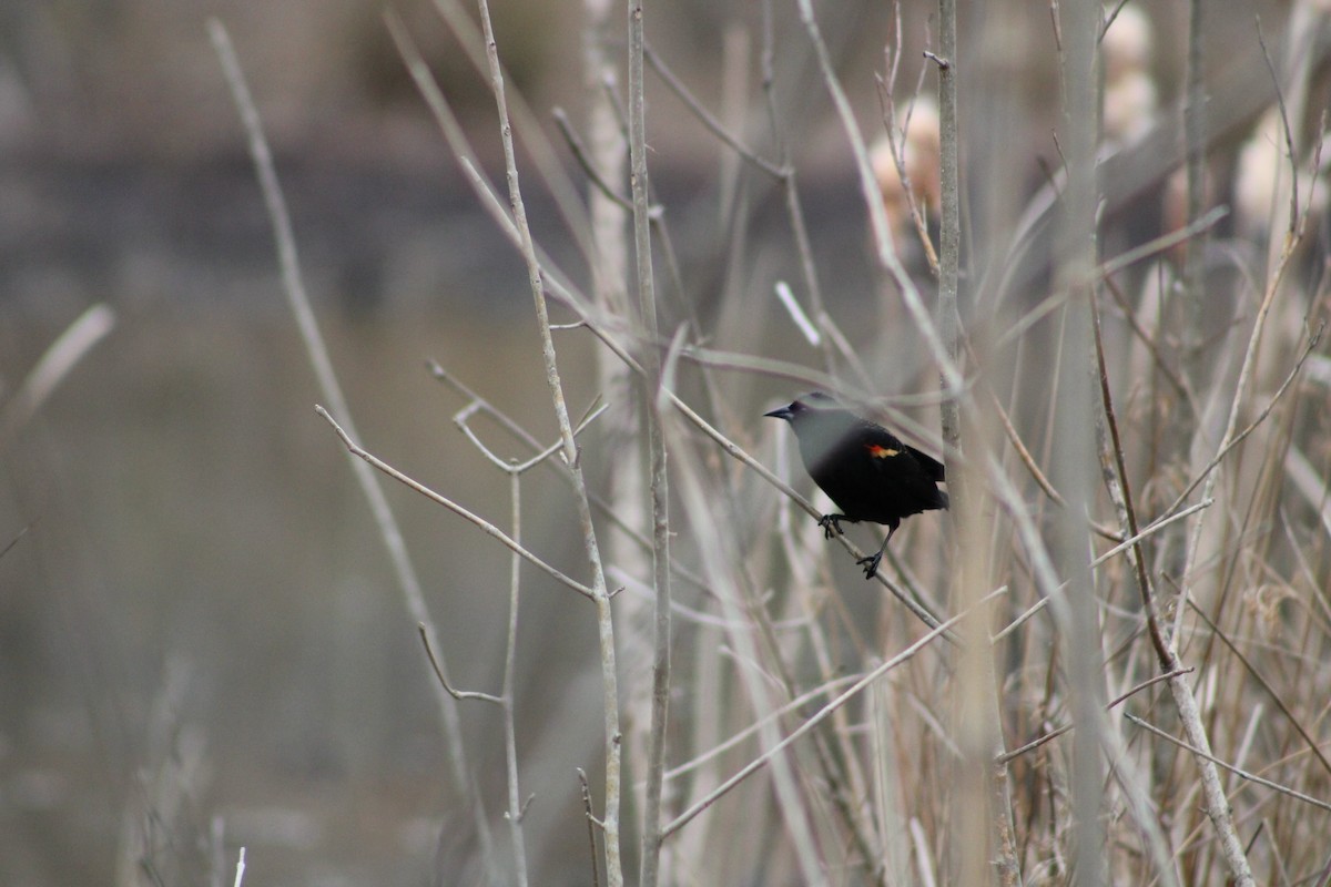 Red-winged Blackbird - ML537651911