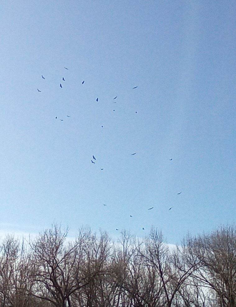 Turkey Vulture - ML537651931