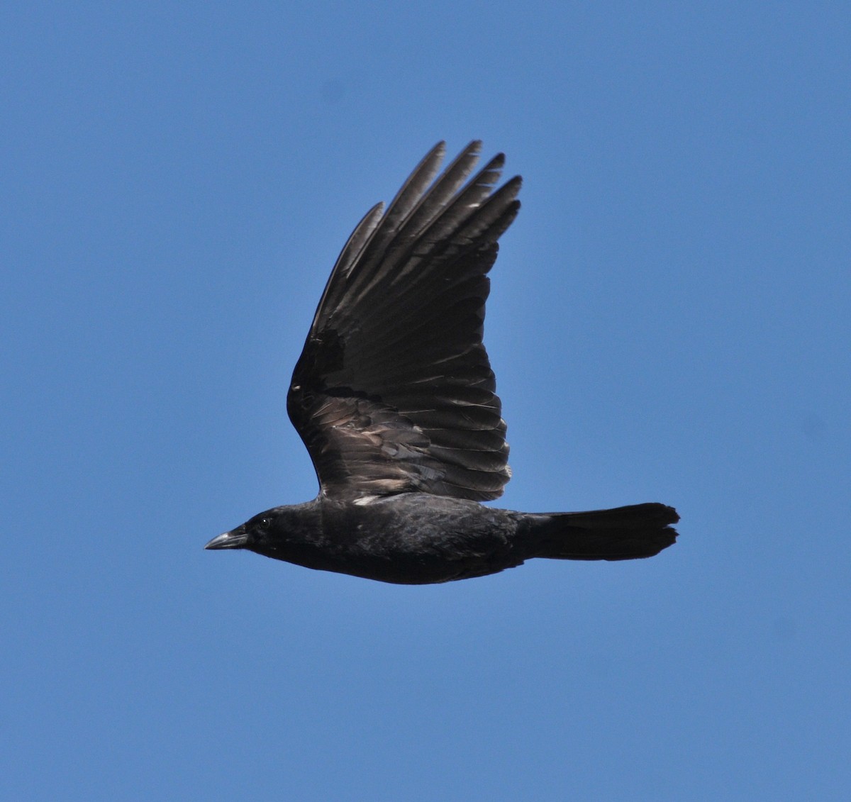 American Crow - ML53765291