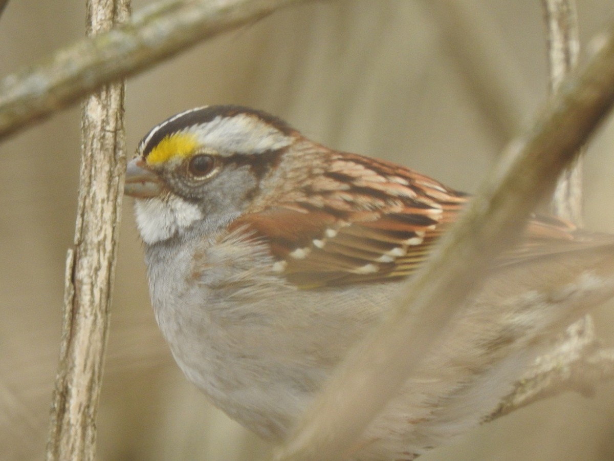 White-throated Sparrow - ML537653271