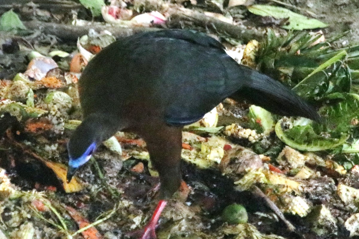 Sickle-winged Guan - ML537653321