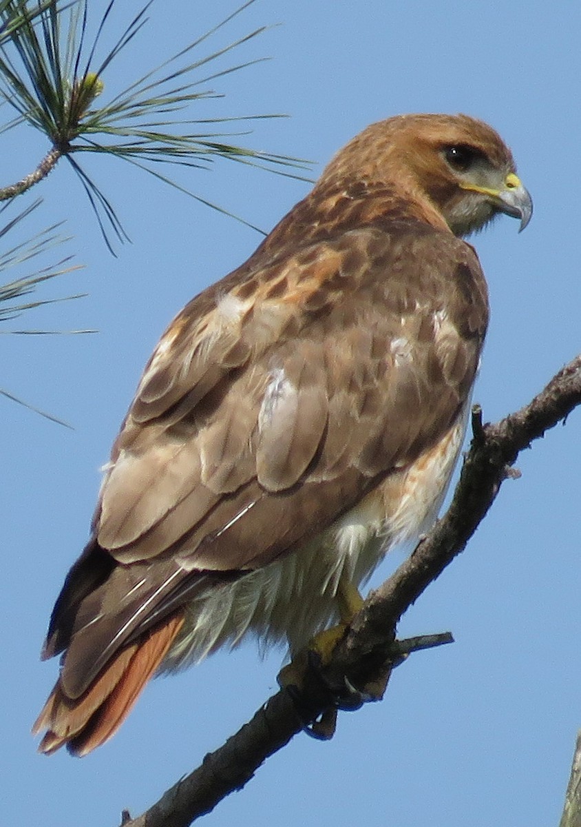 Red-tailed Hawk - Gwen Lanning