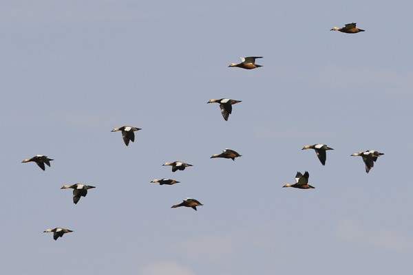 Ruddy Shelduck - ML53765411