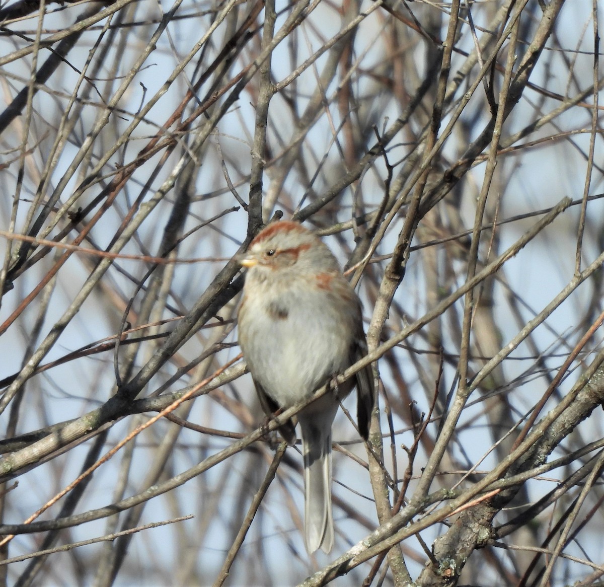 American Tree Sparrow - ML537654171