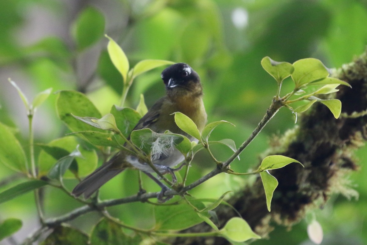 Clorospingo Común (Panamá centrál) - ML537655321