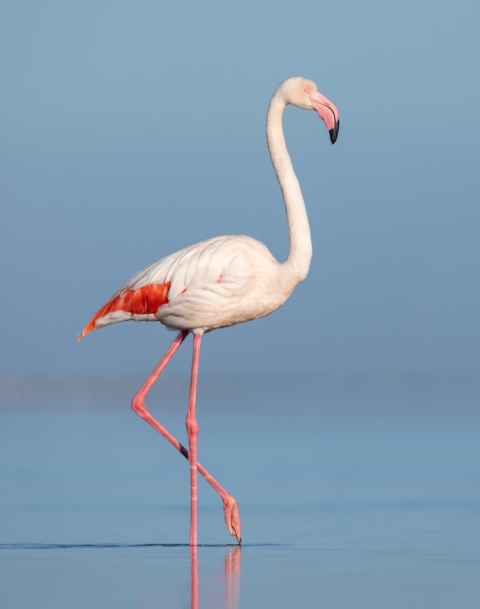 Greater Flamingo - Dorian Anderson