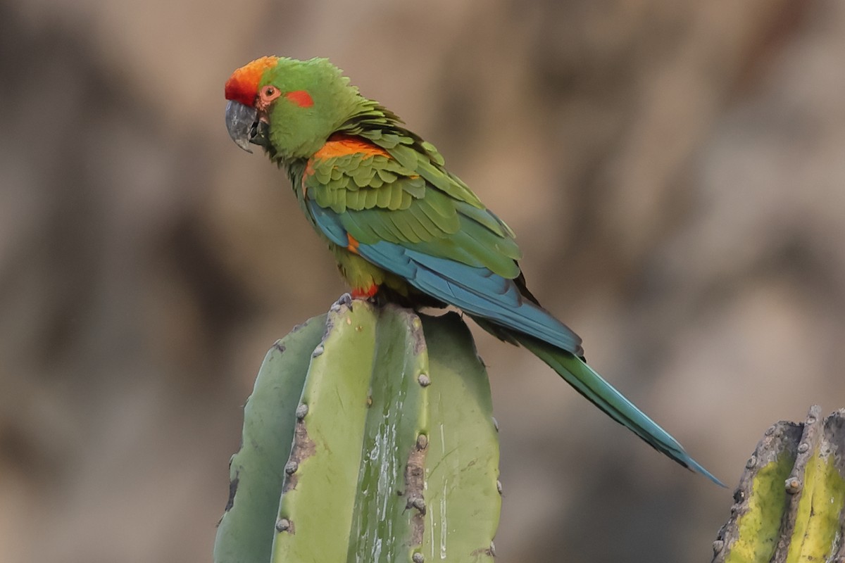 Red-fronted Macaw - Fabio Olmos