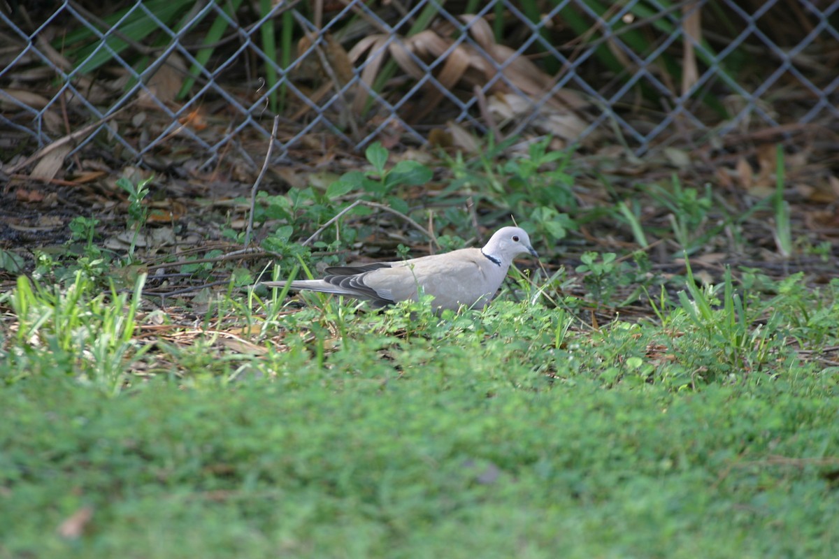 Eurasian Collared-Dove - ML537658611