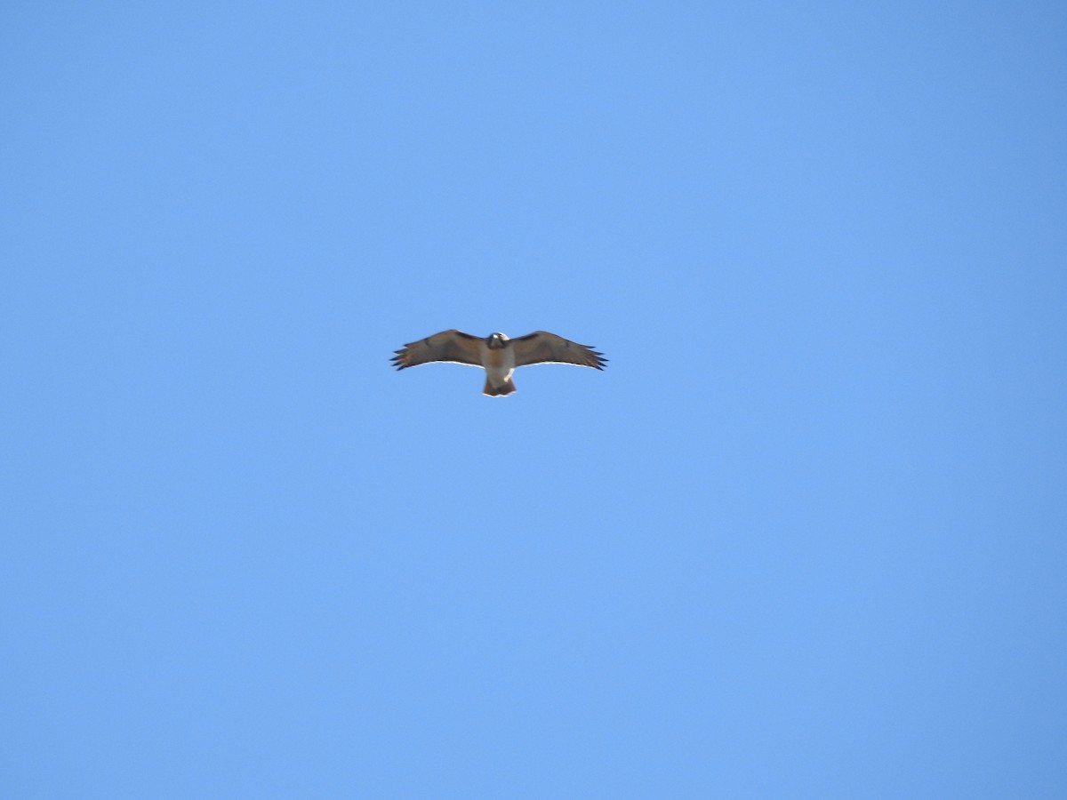 Red-tailed Hawk - ML537661331