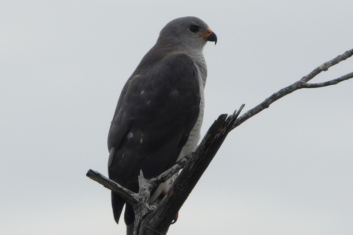 Gray Goshawk - ML537661721