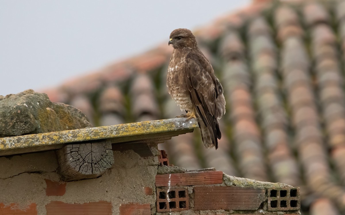 Common Buzzard - ML537662091