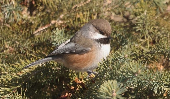 Boreal Chickadee - ML537664241