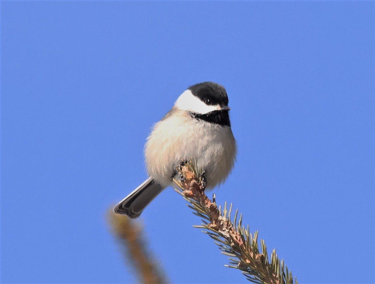 Black-capped Chickadee - ML537664491