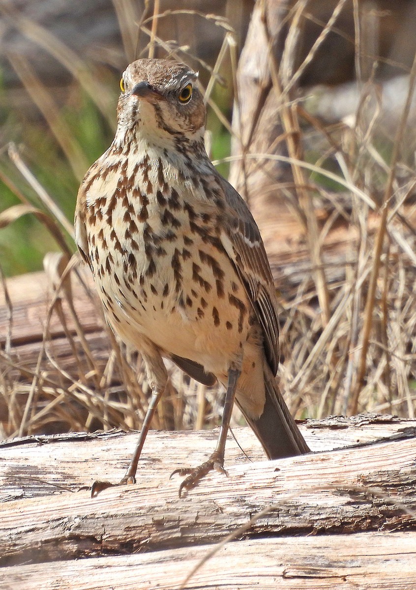 Sage Thrasher - Louise Haney