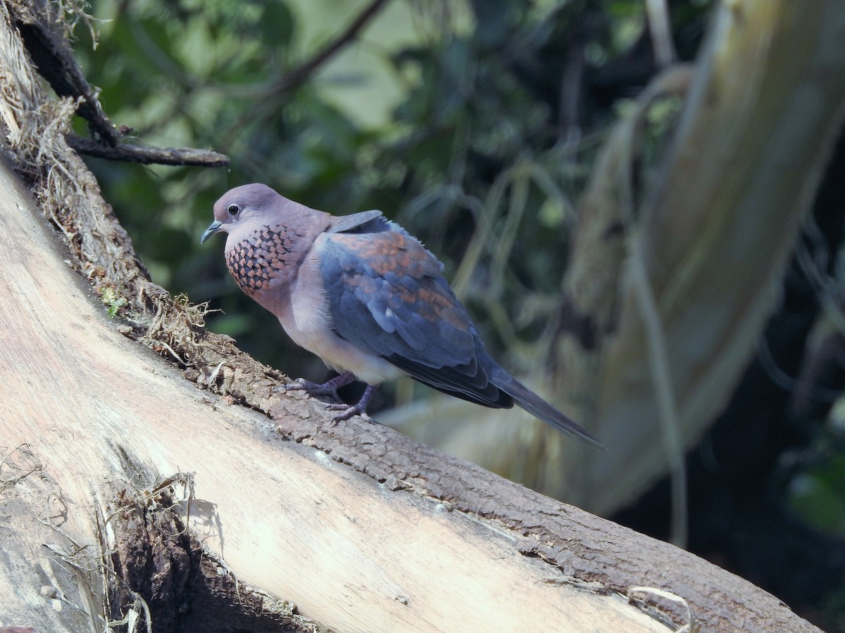 Laughing Dove - ML537666141
