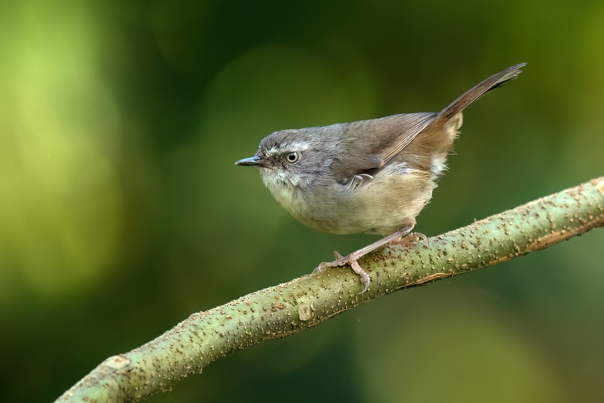 White-browed Scrubwren (White-browed) - David Irving