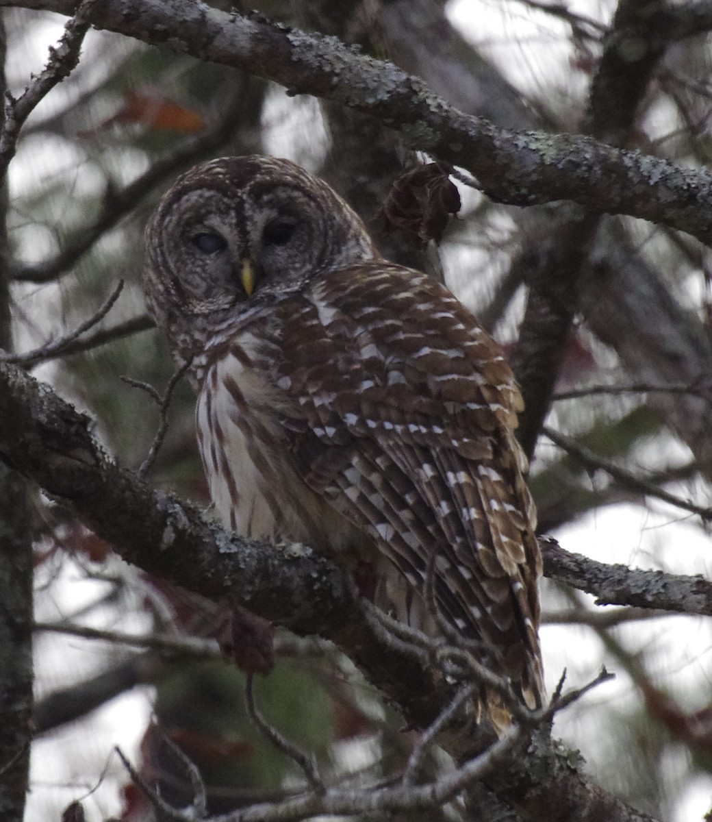 Barred Owl - ML537667551