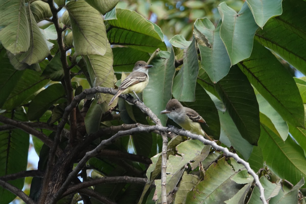 Grenada Flycatcher - Michael Akresh