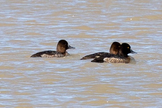 Lesser Scaup - ML537669651