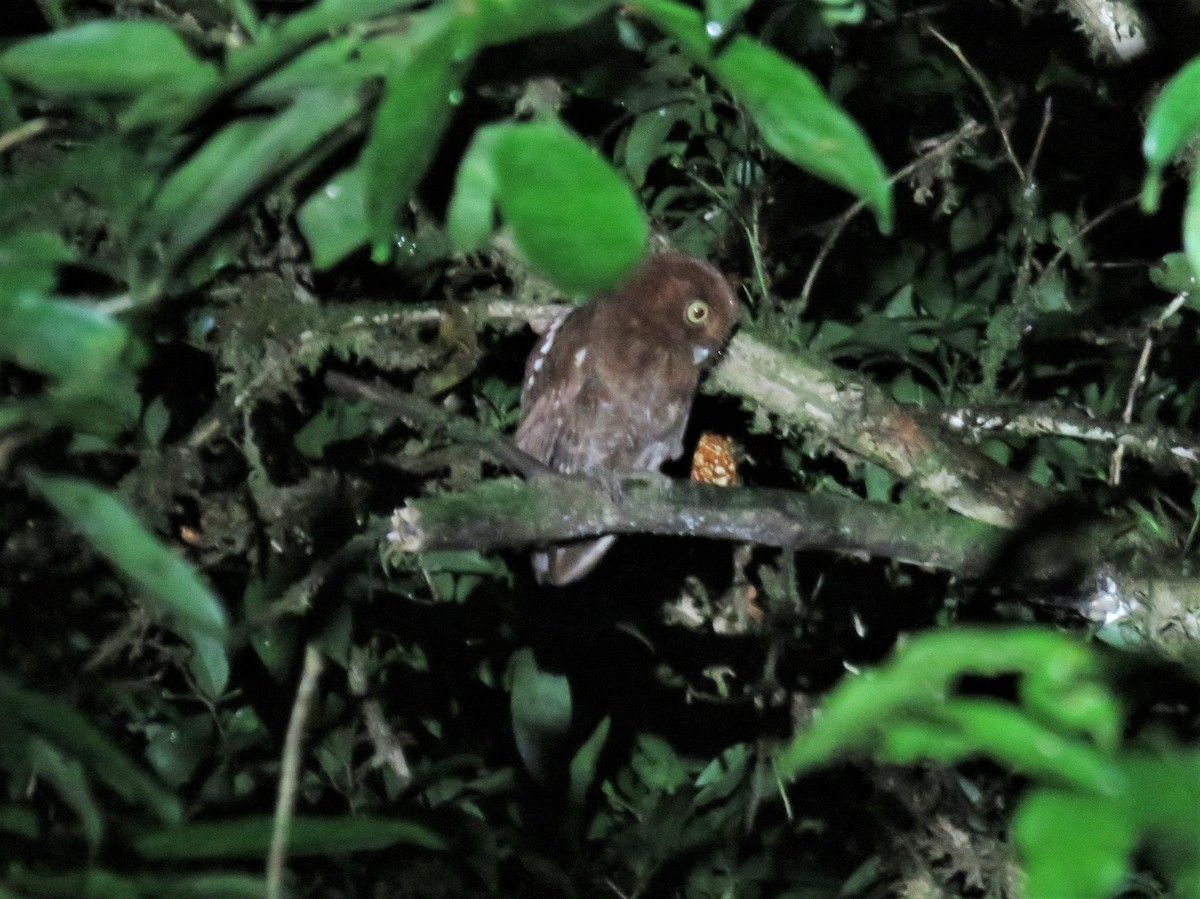 Middle American Screech-Owl - Alan Morris