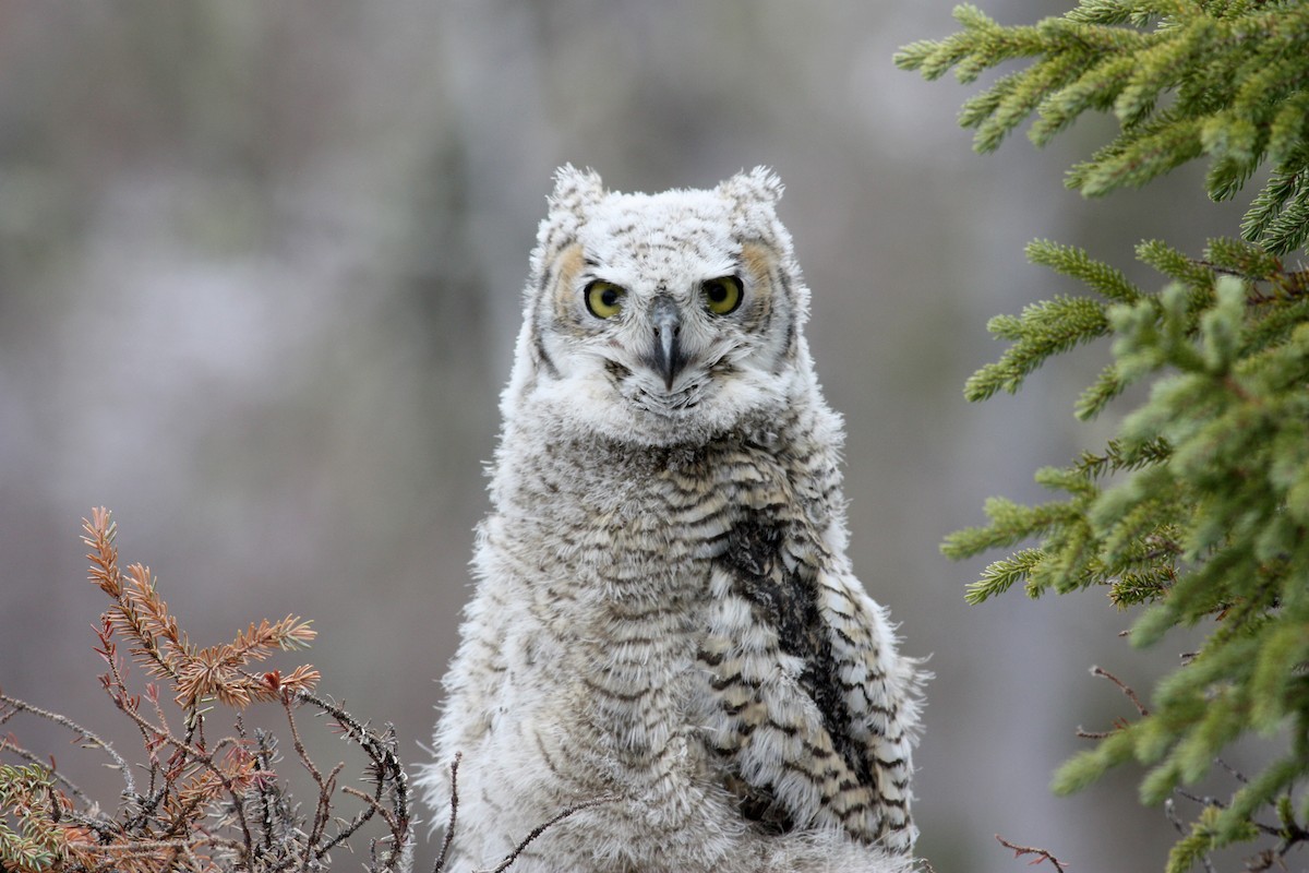 Great Horned Owl - ML53767451