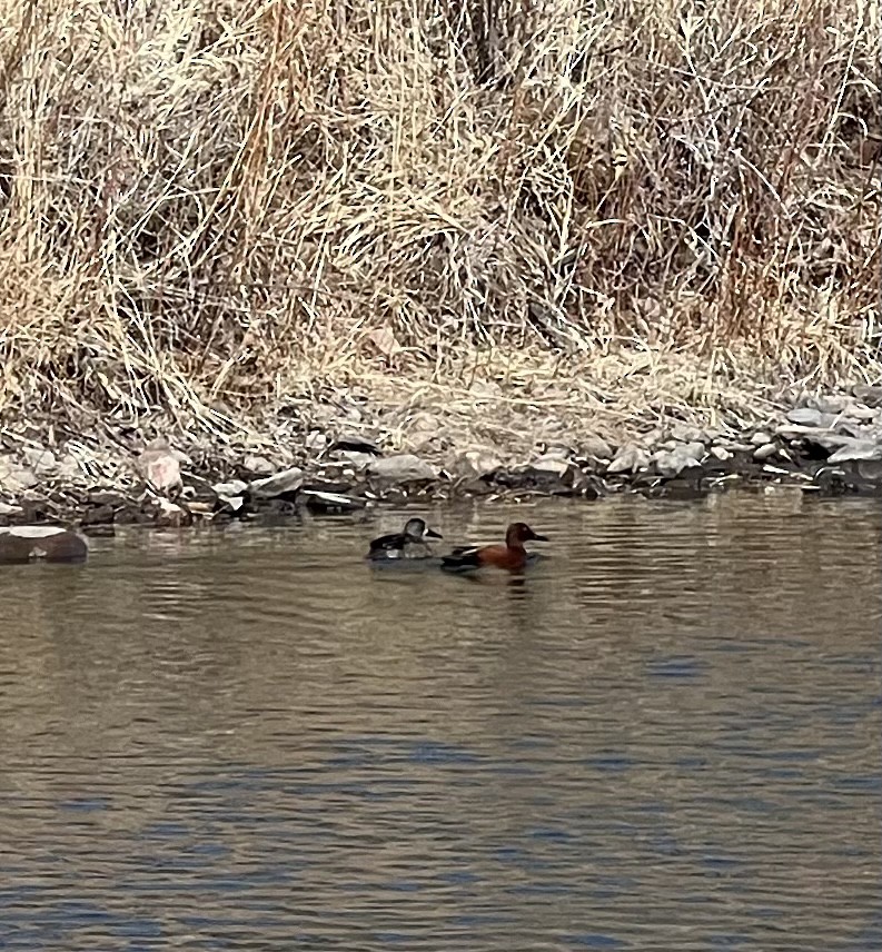 Blue-winged Teal - ML537674831