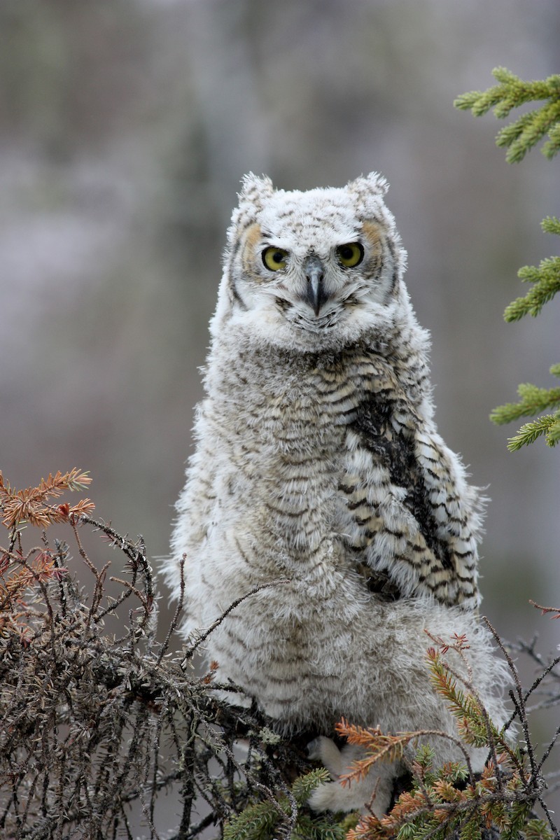 Great Horned Owl - ML53767531