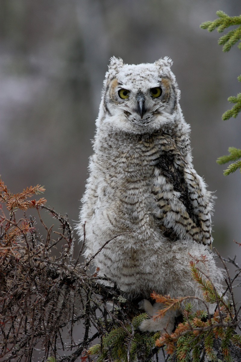 Great Horned Owl - ML53767551