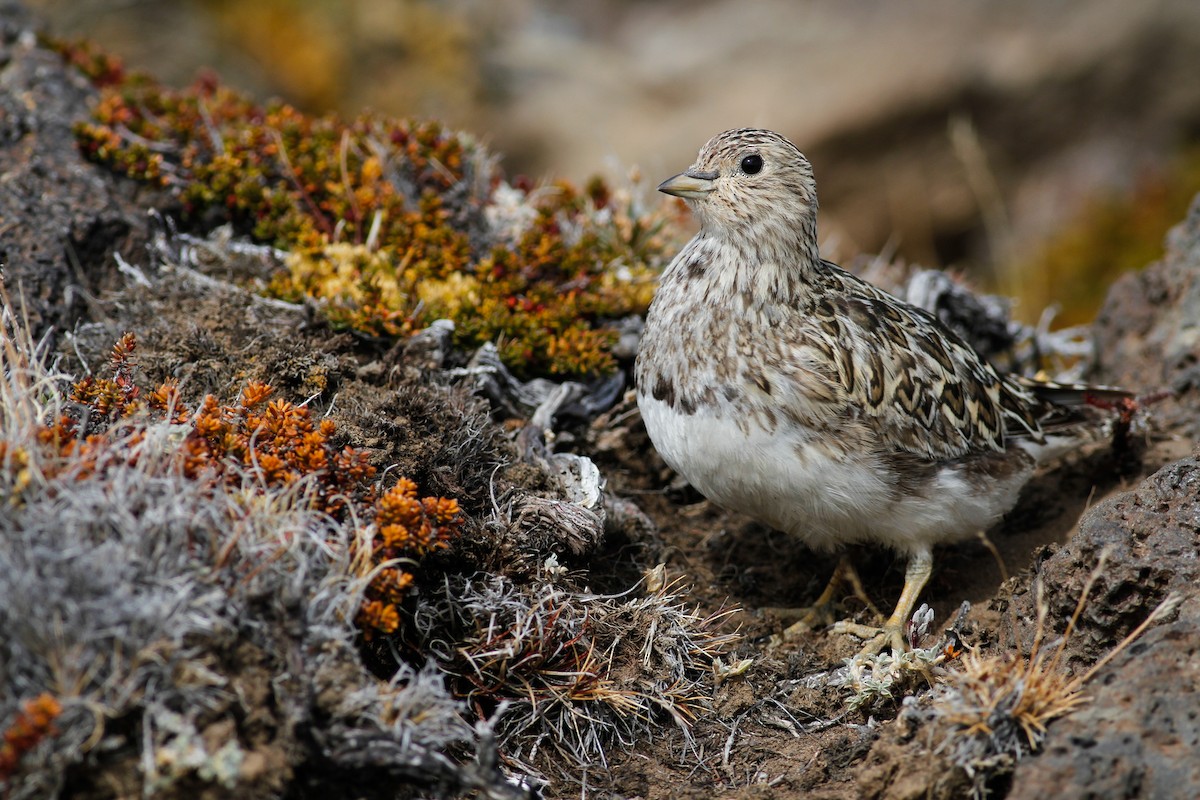 Least Seedsnipe - ML537675831