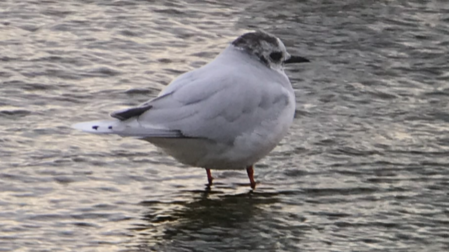 Little Gull - ML537676141