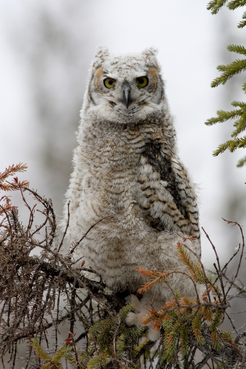 Great Horned Owl - ML53767631