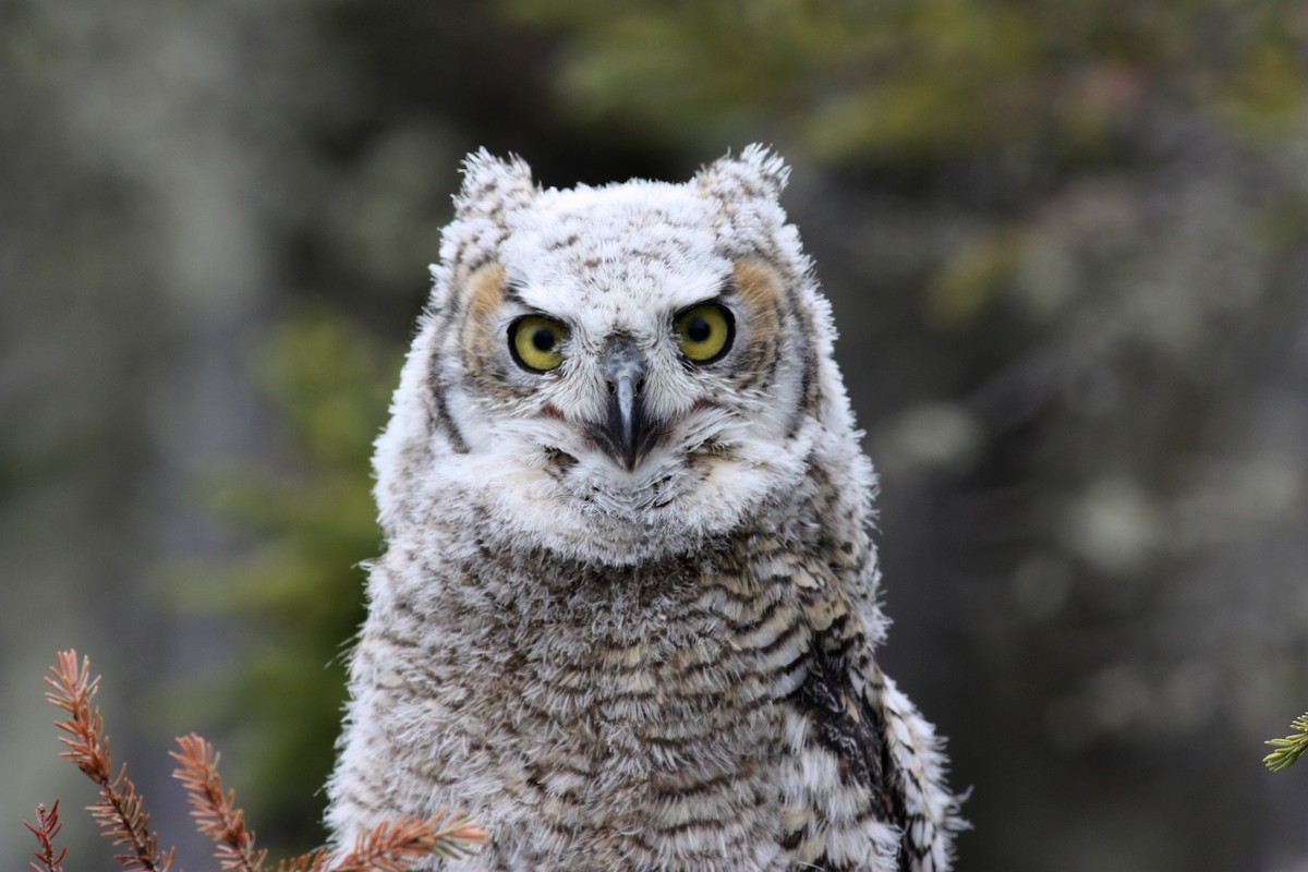 Great Horned Owl - ML53767761