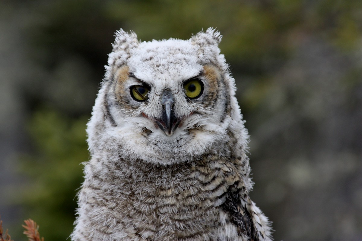 Great Horned Owl - ML53767801