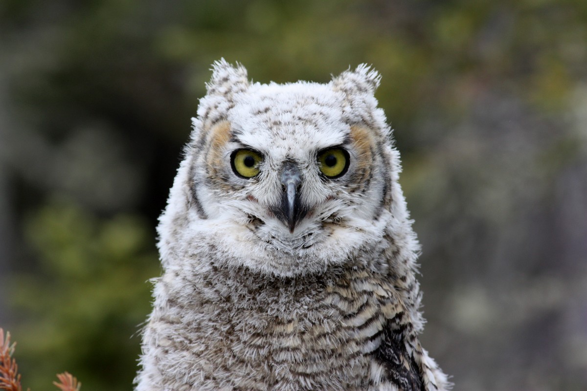 Great Horned Owl - ML53767831