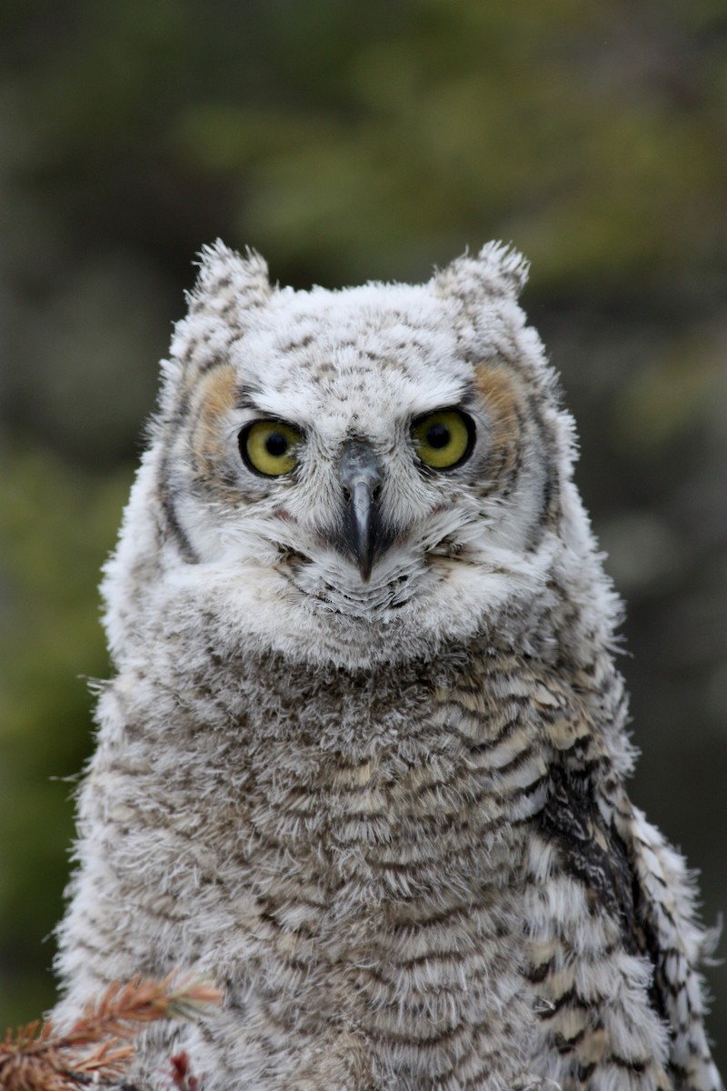 Great Horned Owl - ML53767841