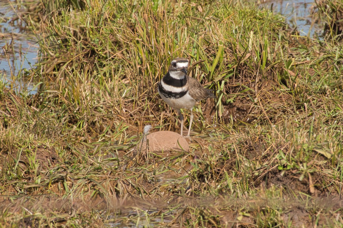 Killdeer - ML537679861