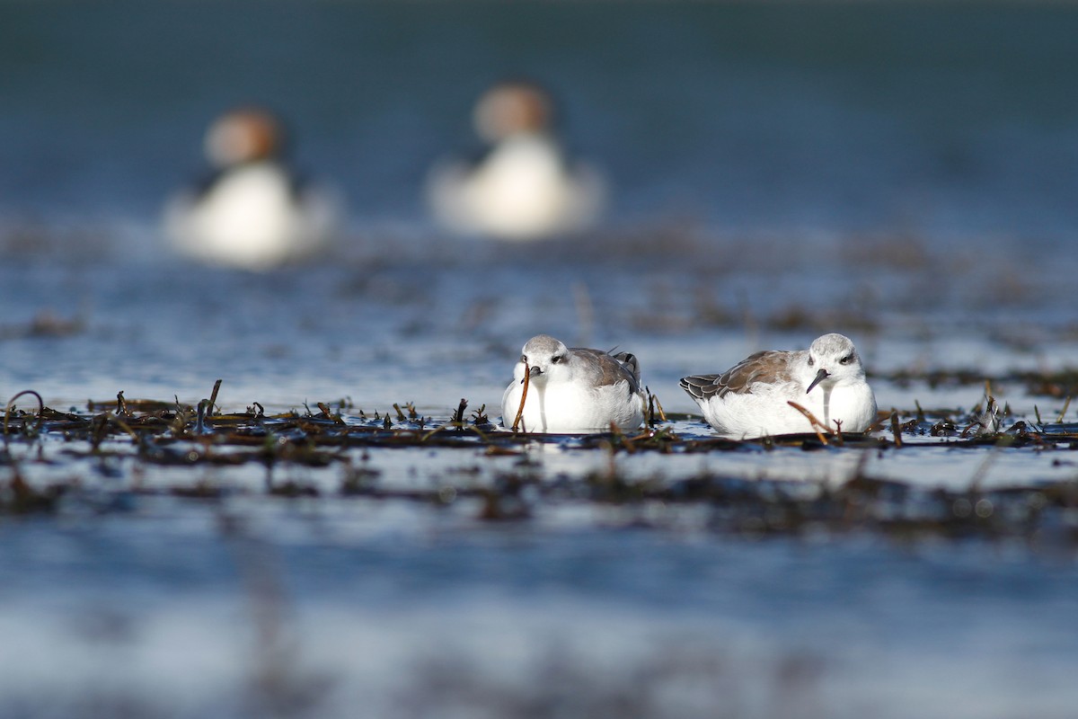 Wilson's Phalarope - Miles Brengle