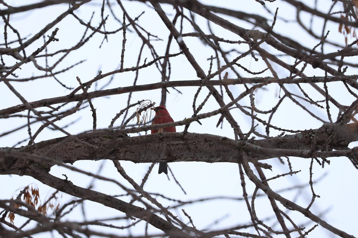 Pine Grosbeak - ML537680141