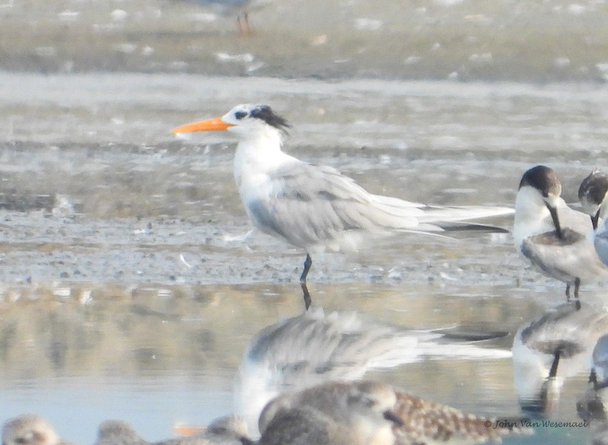 Lesser Crested Tern - JOHN VAN WESEMAEL