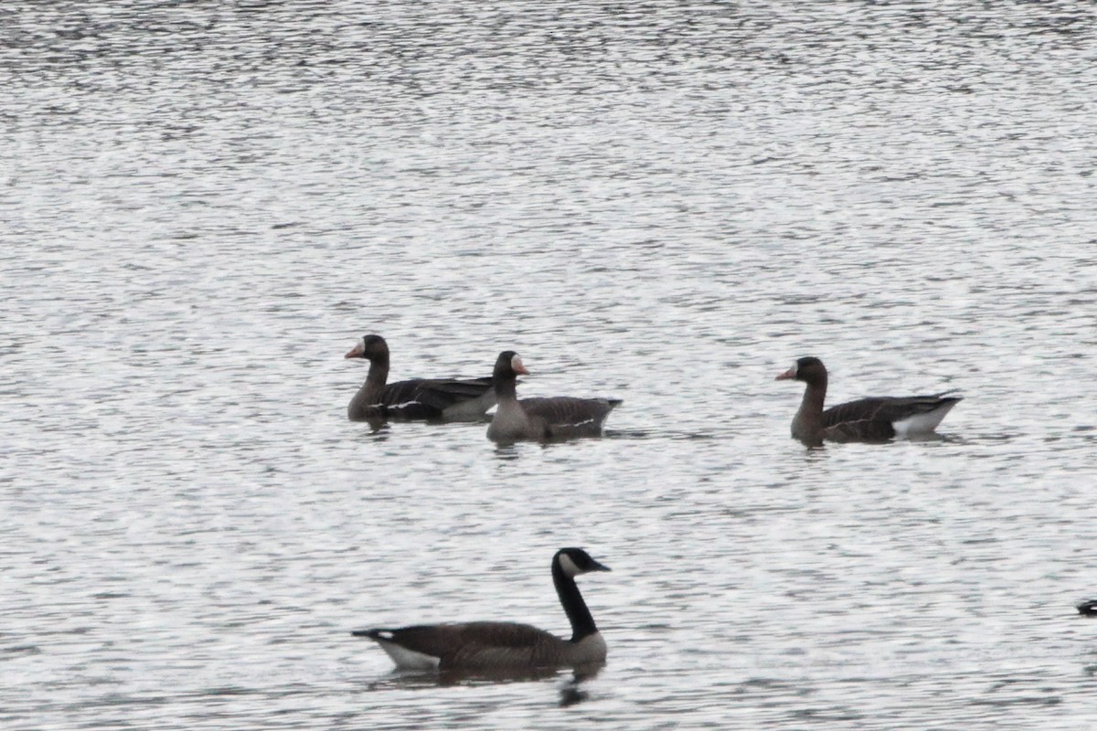 Greater White-fronted Goose - ML537680961