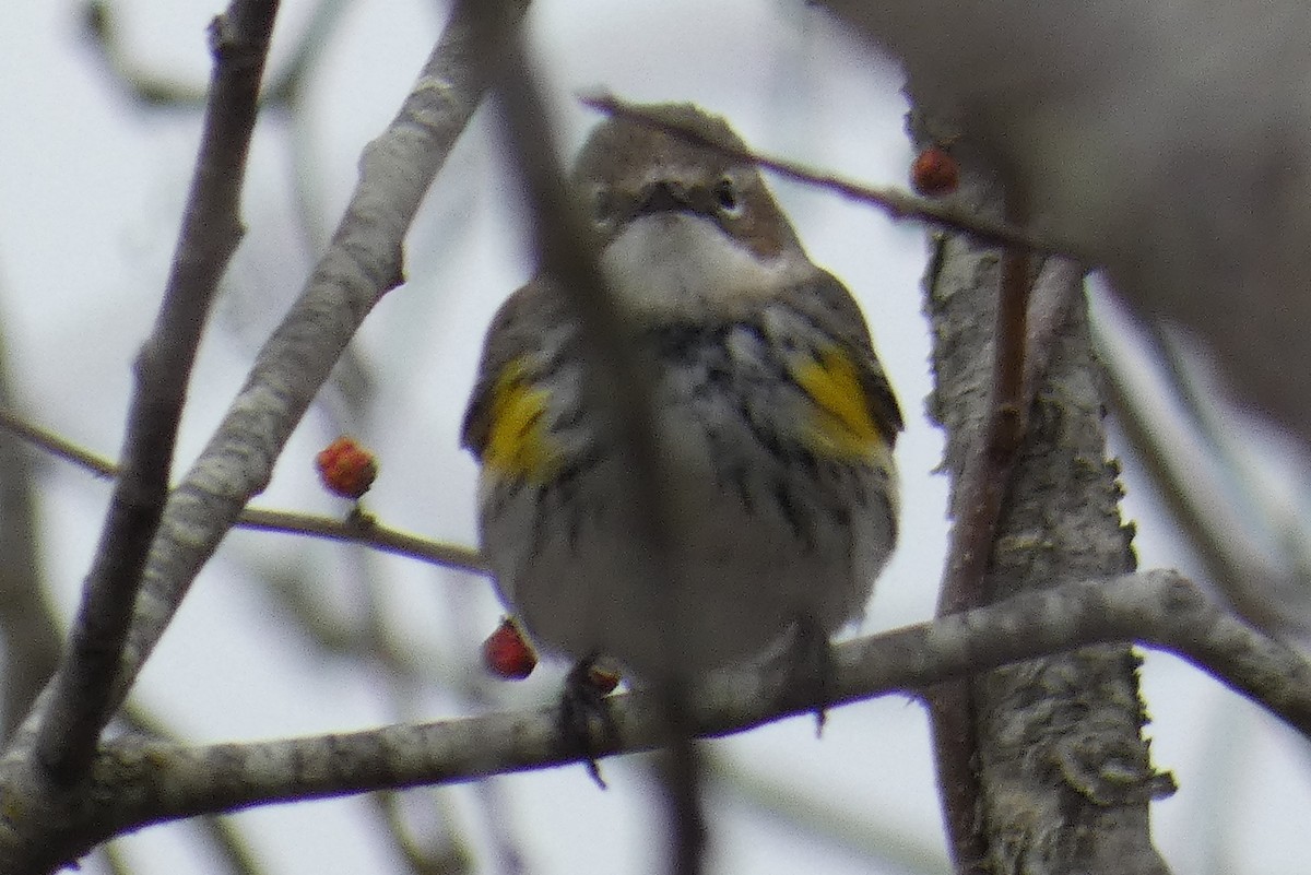 Yellow-rumped Warbler - ML537681851