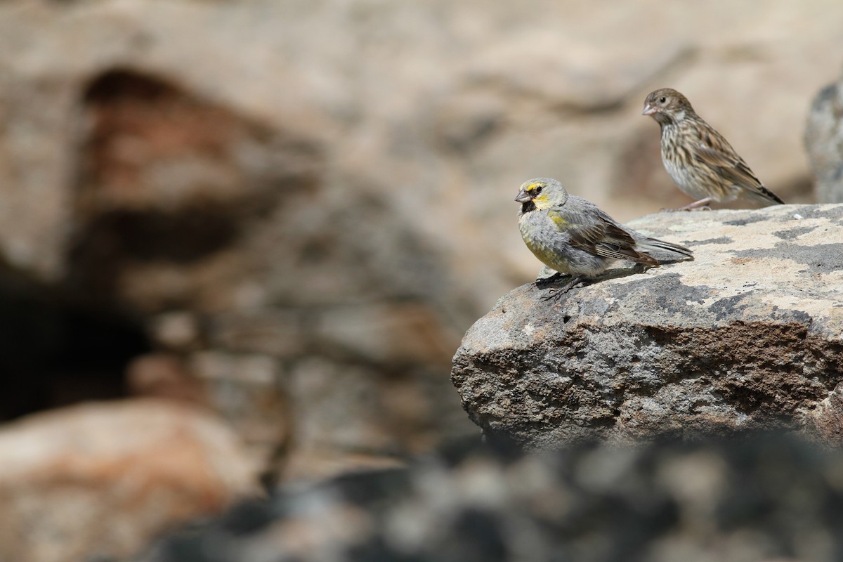 Yellow-bridled Finch - ML537681931