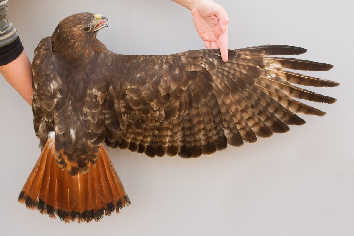 Red-tailed Hawk (calurus/abieticola) - Bryce Robinson